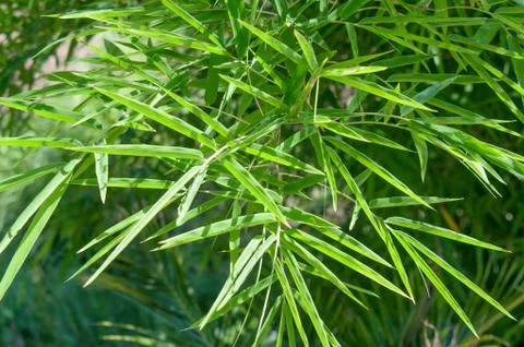 Bamboo leaves Stock Photos