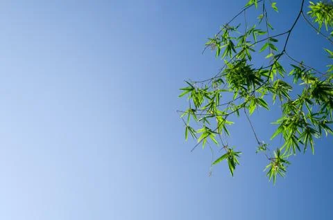 Bamboo leaves Stock-Fotos