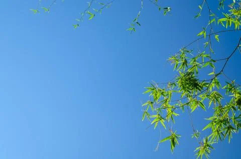 Bamboo leaves Stock Photos