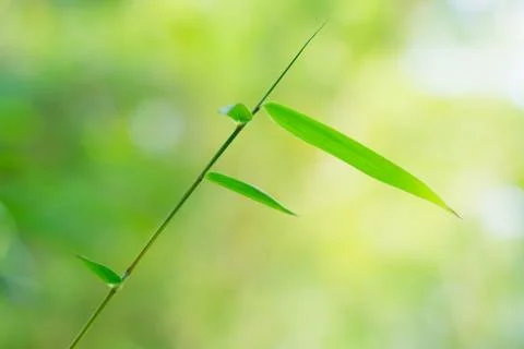 Bamboo leaves Stock Photos