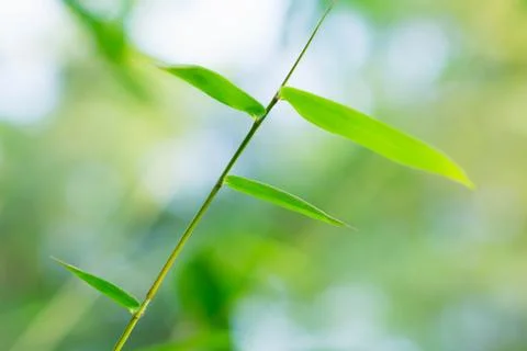 Bamboo leaves Stock Photos
