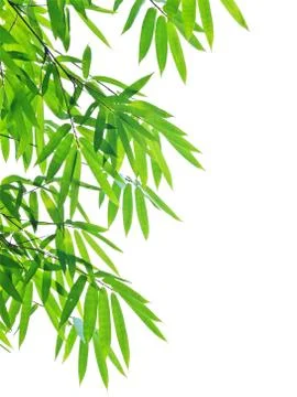 Bamboo leaves Stock Photos