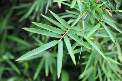 Bamboo Leaves Stock Photos