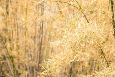 Bamboo leaves Stock Photos