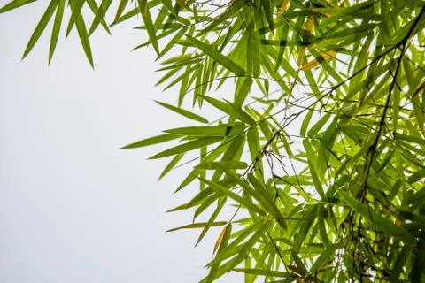Bamboo leaves Stock Photos