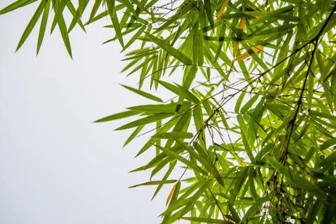Bamboo leaves Stock Photos