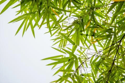 Bamboo leaves Stock Photos