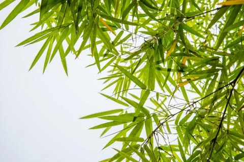 Bamboo leaves Stock Photos