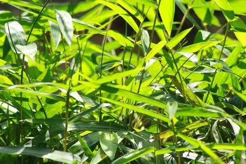 Bamboo leaves Stock Photos