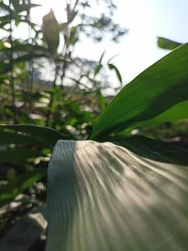 Bamboo leaves Stock Photos