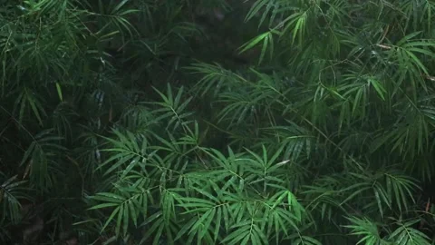 Bamboo leaves with rain drops on it Stock Footage 133547725