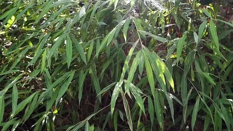 Bamboo leaves shaking by blowing wind Stock Footage