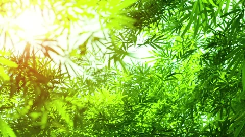 Bamboo Leaves in Sharp Relief against Sky Stock-Footage 48337860
