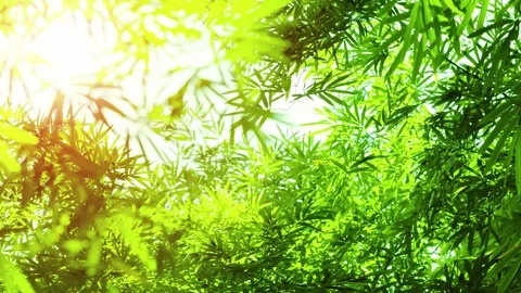 Bamboo Leaves in Sharp Relief against Sky Stock Footage 102114718