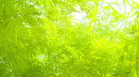 Bamboo leaves in soft, delicate lighting Stock Footage 44732481