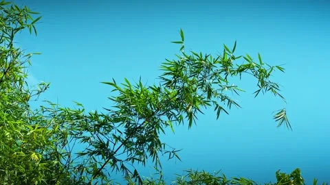 Bamboo leaves sway blue sky behind Stock Footage 334279853