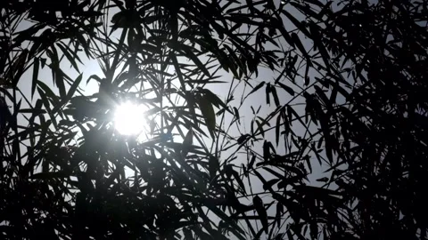 Bamboo leaves sway in the wind Video stock 280379215