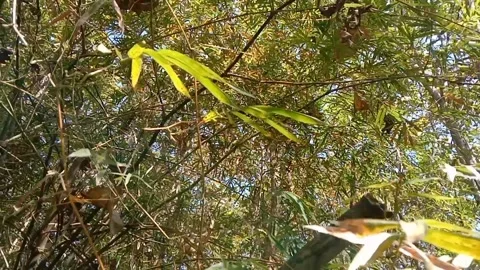 Bamboo leaves sway in the wind. Stock Footage 336073087