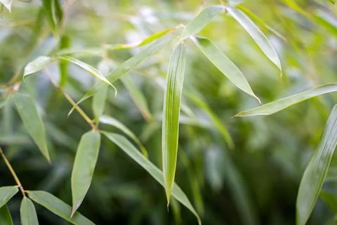 Bamboo leaves texture closeup background Stock Photos