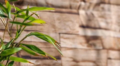 Bamboo leaves turning brown in winter with wood texture in the background Foto stock