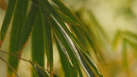 Bamboo leaves in the wind Stock Footage 94472591