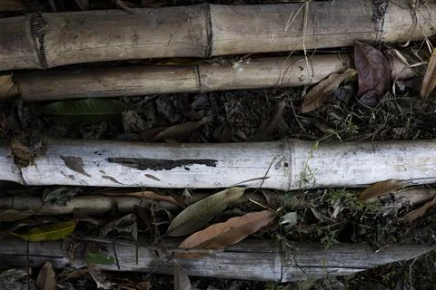 Bamboo Is Left On The Ground Stock Photos