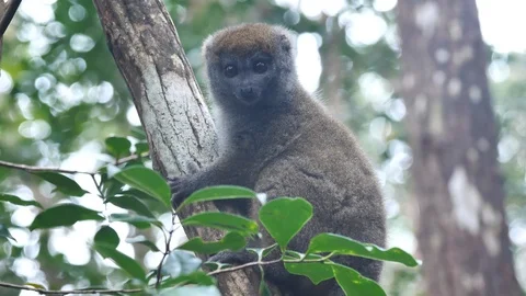 Bamboo Lemur Looking Around In A Tree, Madagascar Stock Footage 125350283