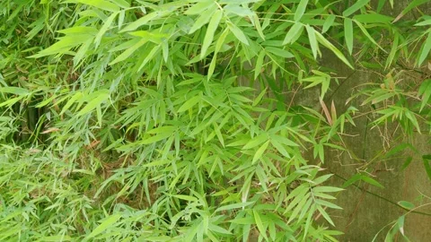 Bamboo leves background, green leaf wind blowing nature forest field Stock Footage 314817946