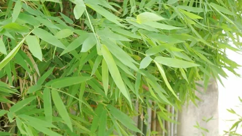 Bamboo leves background, green leaf wind blowing nature forest field Stock Footage 316013808