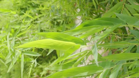 Bamboo leves background, green leaf wind blowing nature forest field Stock Footage 318271535