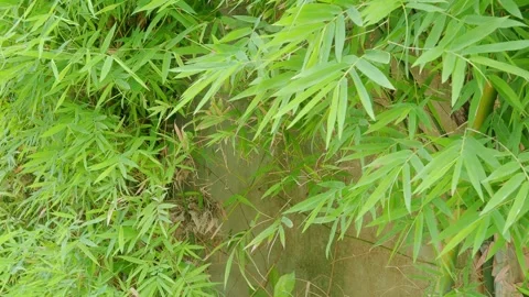 Bamboo leves background, green leaf wind blowing nature forest field Stock Footage 320509957