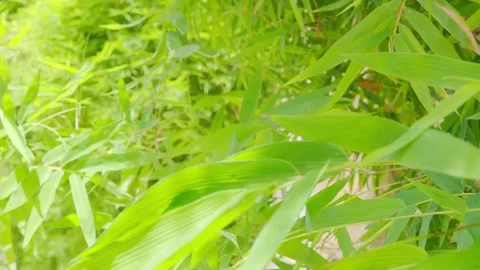 Bamboo leves background, green leaf wind blowing nature forest field. Stock Footage 322209218