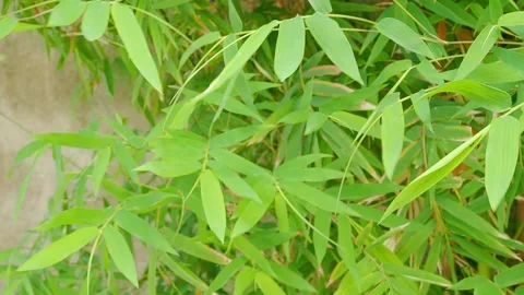 Bamboo leves background, green leaf wind blowing nature forest field Stock Footage 326176538