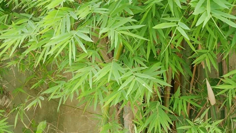 Bamboo leves background, green leaf wind blowing nature forest field Stock Footage 335183547