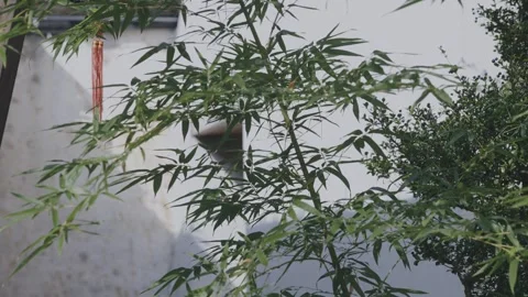 Bamboo, light and shadow, bamboo forest, charm, Hongcun, Huizhou architecture Stock Footage 260445224