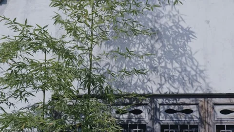 Bamboo, light and shadow, bamboo forest, charm, Hongcun, Huizhou architecture Stock Footage 260445238