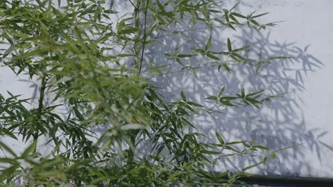 Bamboo, light and shadow, bamboo forest, charm, Hongcun, Huizhou architecture Stock Footage 260445355