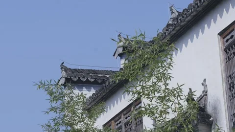 Bamboo, light and shadow, bamboo forest, charm, Hongcun, Huizhou architecture Stock Footage 260445442