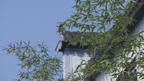Bamboo, light and shadow, bamboo forest, charm, Hongcun, Huizhou architecture Stock Footage 260445470