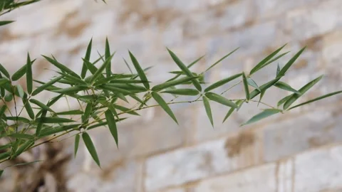 Bamboo, light and shadow, bamboo forest, charm, Hongcun, Huizhou architecture Stock Footage 260446175