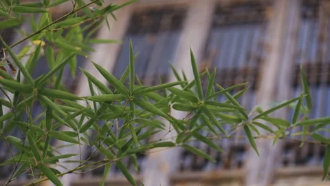 Bamboo, light and shadow, bamboo forest, charm, Hongcun, Huizhou architecture Stock Footage 260446181