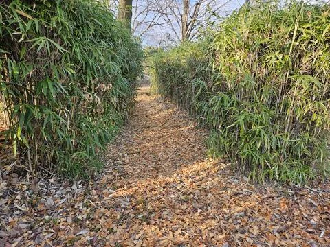 Bamboo Lined Path Covered with Autumn Leaves Stock Photos