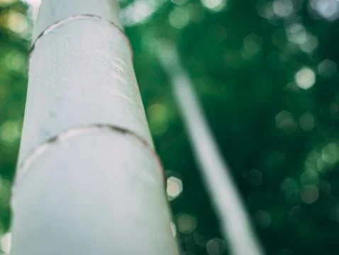 Bamboo macro close up, bokeh lights background Stock Photos