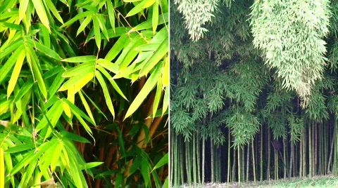 Bamboo Mashup Stock Footage 623274
