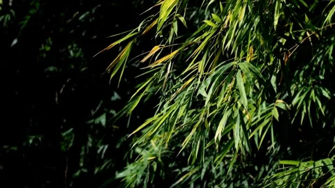 Bamboo Morning Stock Footage 304943428