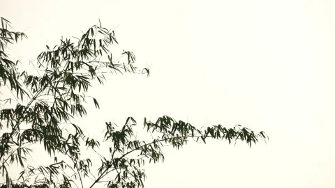 Bamboo motion on windy of sky background Vídeo Stock 242268517