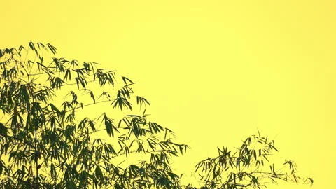 Bamboo motion on windy of sky background 動画素材 242269495