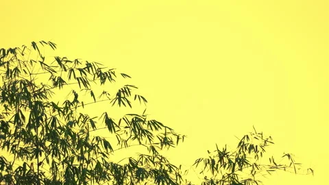 Bamboo motion on windy of sky background Stock Footage 242269831