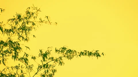 Bamboo motion on windy of sky background Stock Footage 242270977