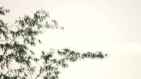 Bamboo motion on windy of sky background Stock Footage 242298865